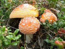 Как сориентироваться в многообразии грибов
